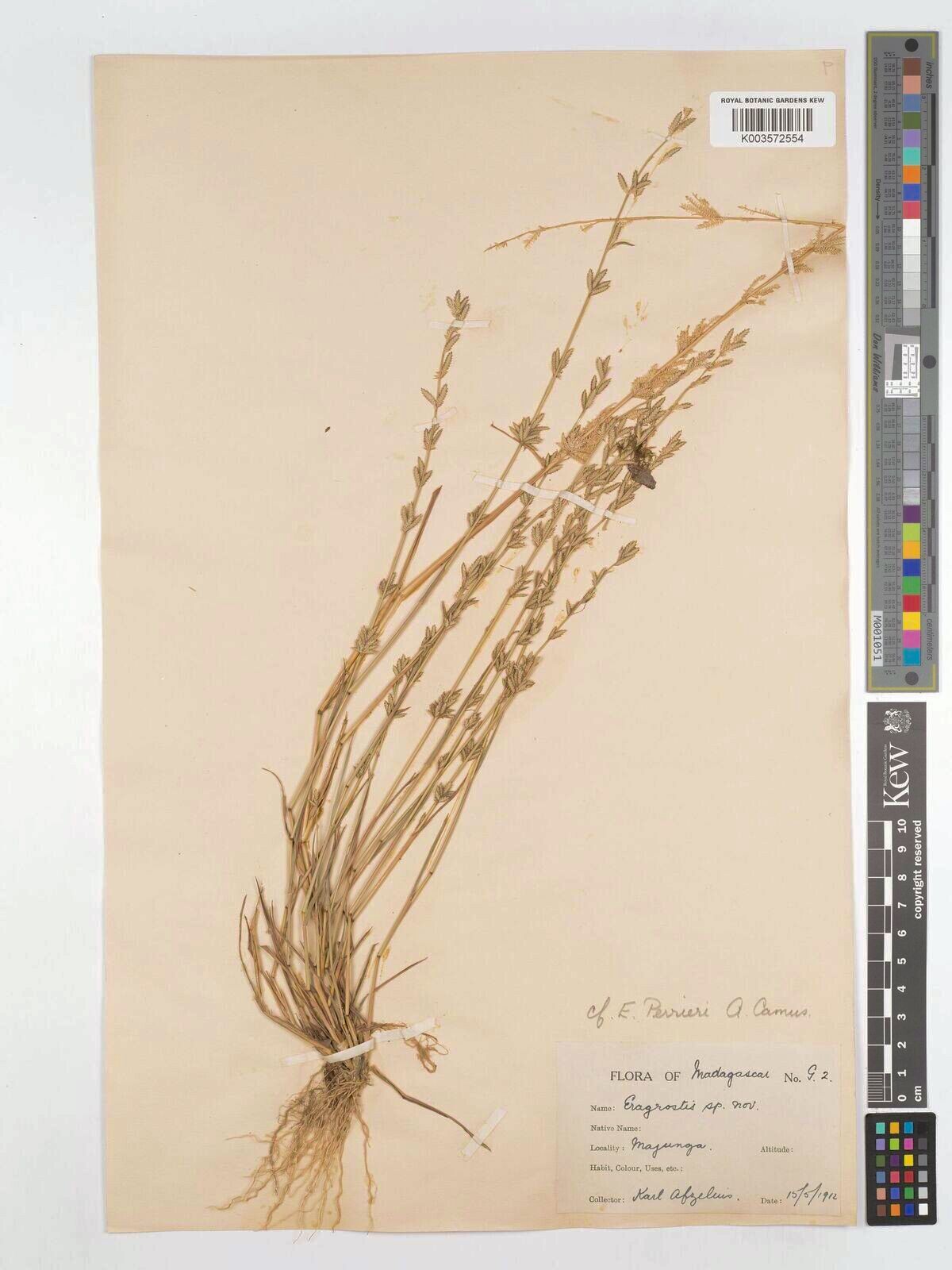 Eragrostis perrieri — search result for 'Eragrostis'