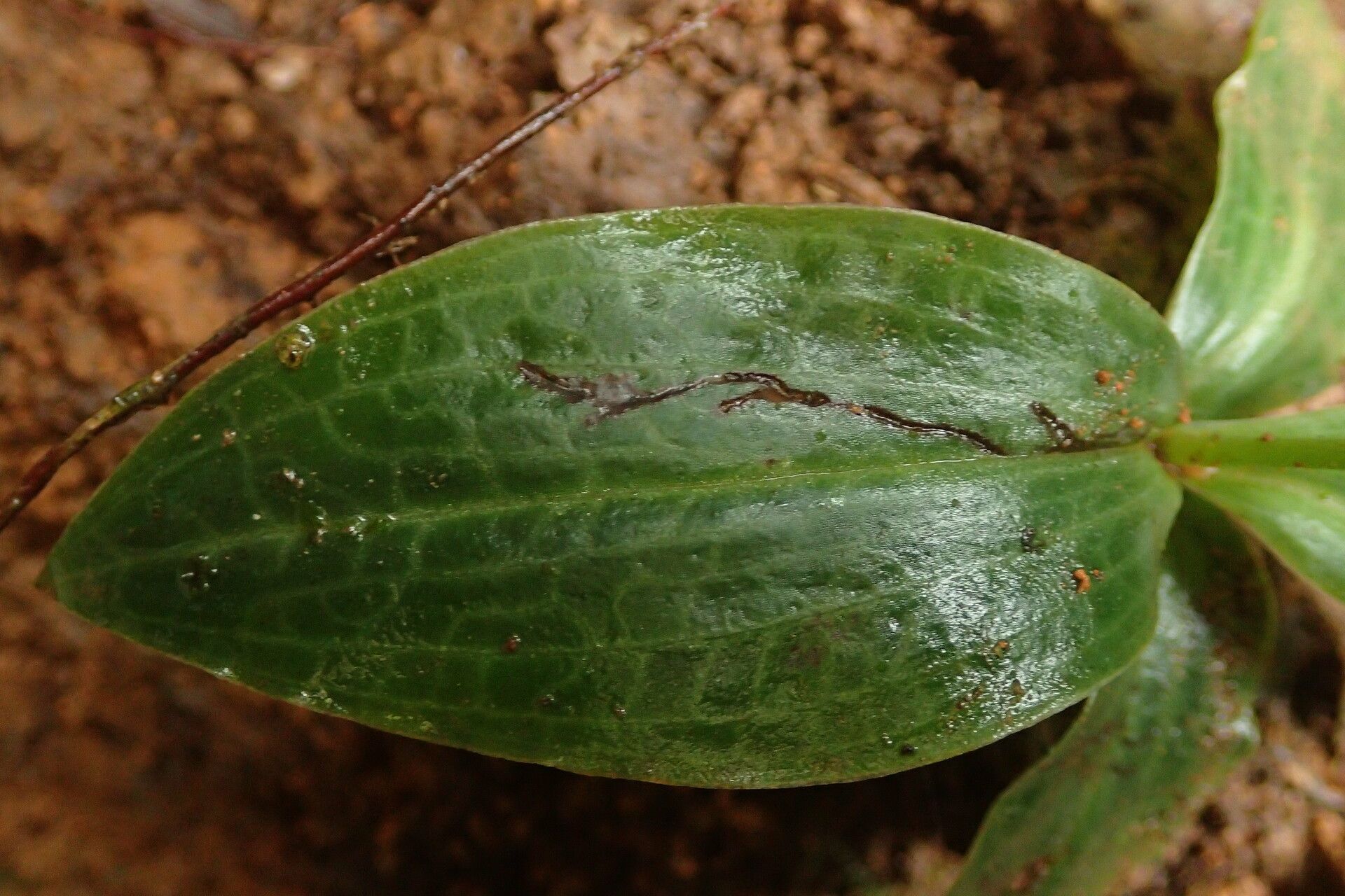 Cynorkis gabonensis — houseplant care guide