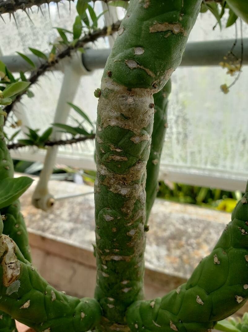 Euphorbia lugardae bark