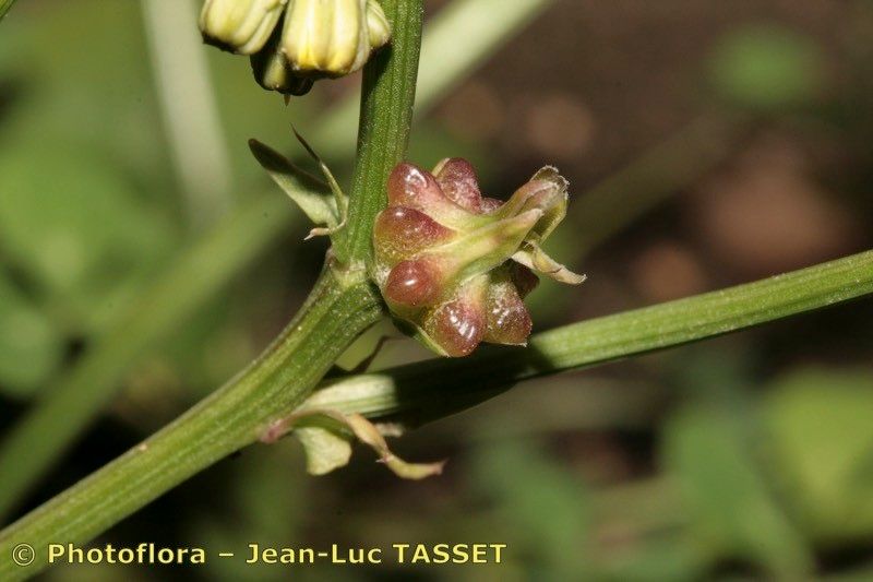 Crepis zacintha flower