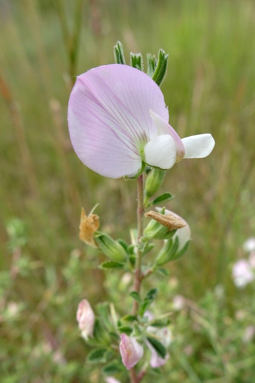 Ononis spinosa flower