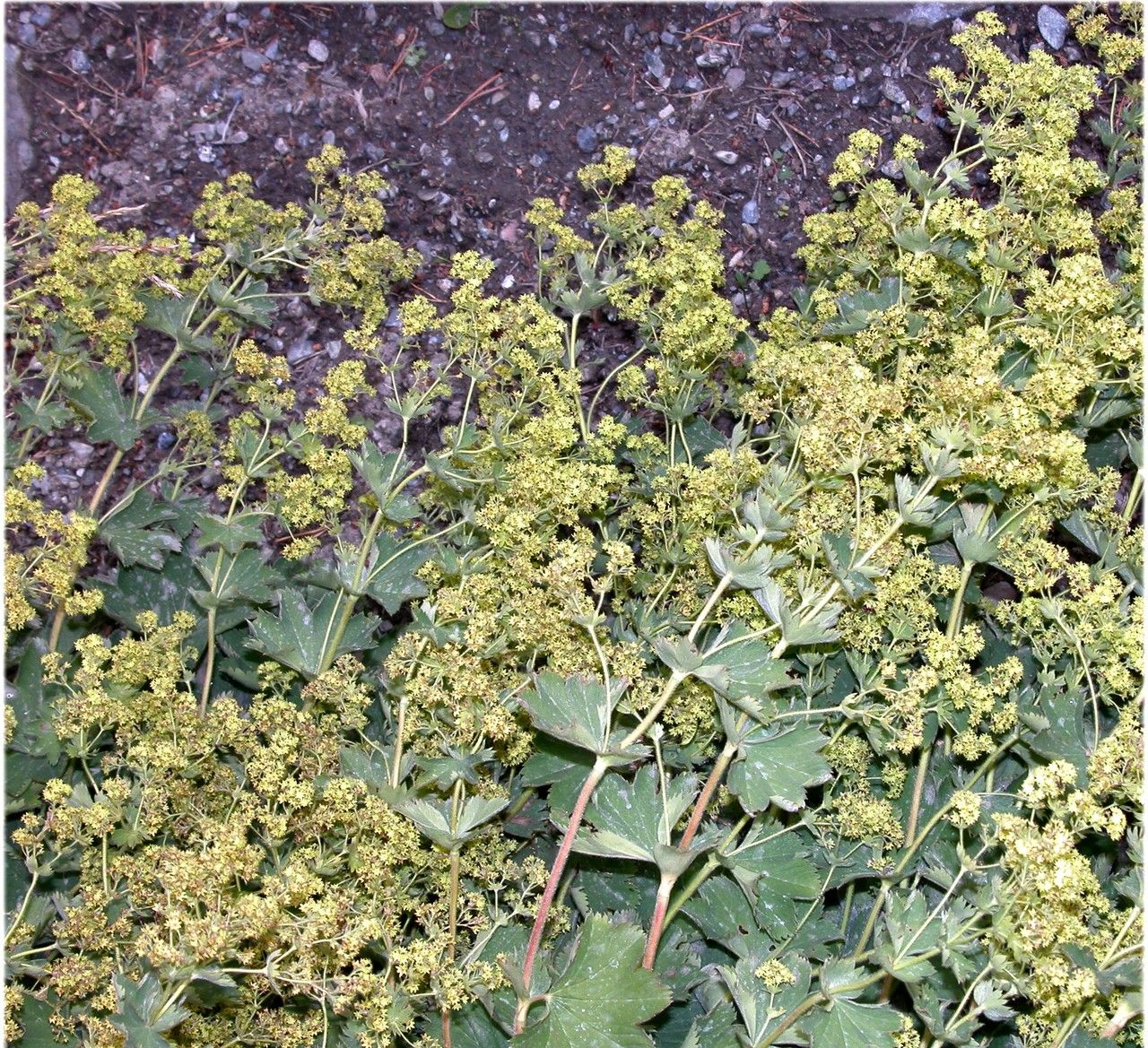 Alchemilla splendens flower