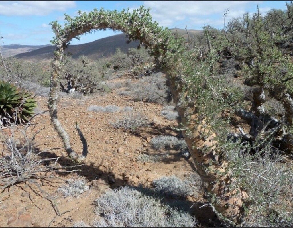 Fouquieria columnaris bark