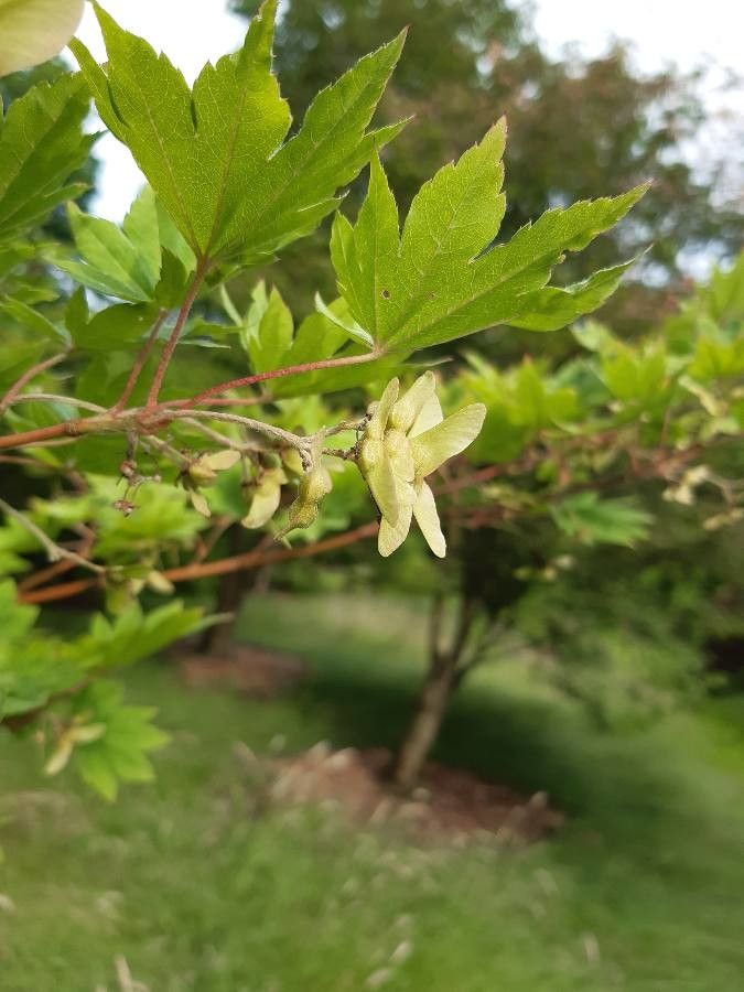 Acer sieboldianum fruit