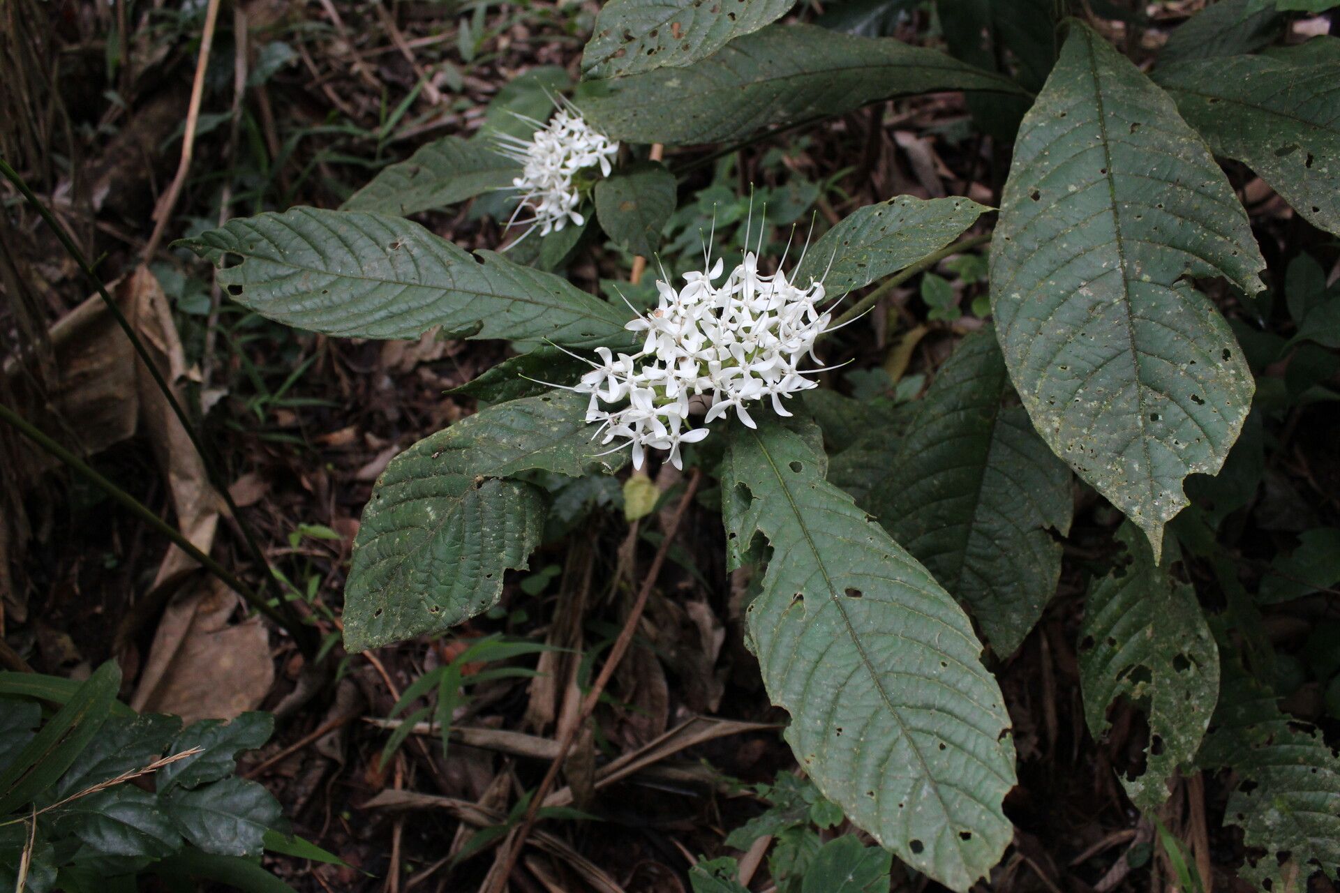 Pavetta hispida habit