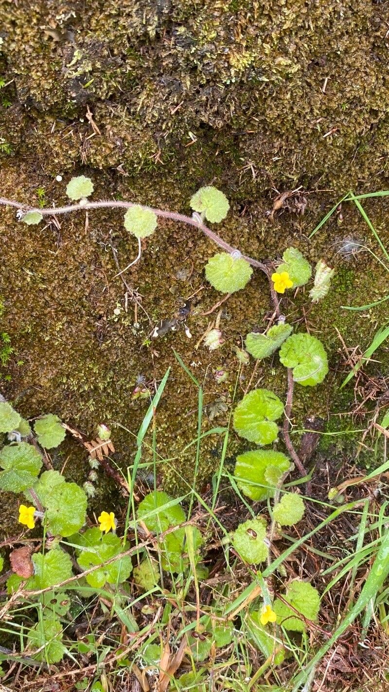 Sibthorpia peregrina habit