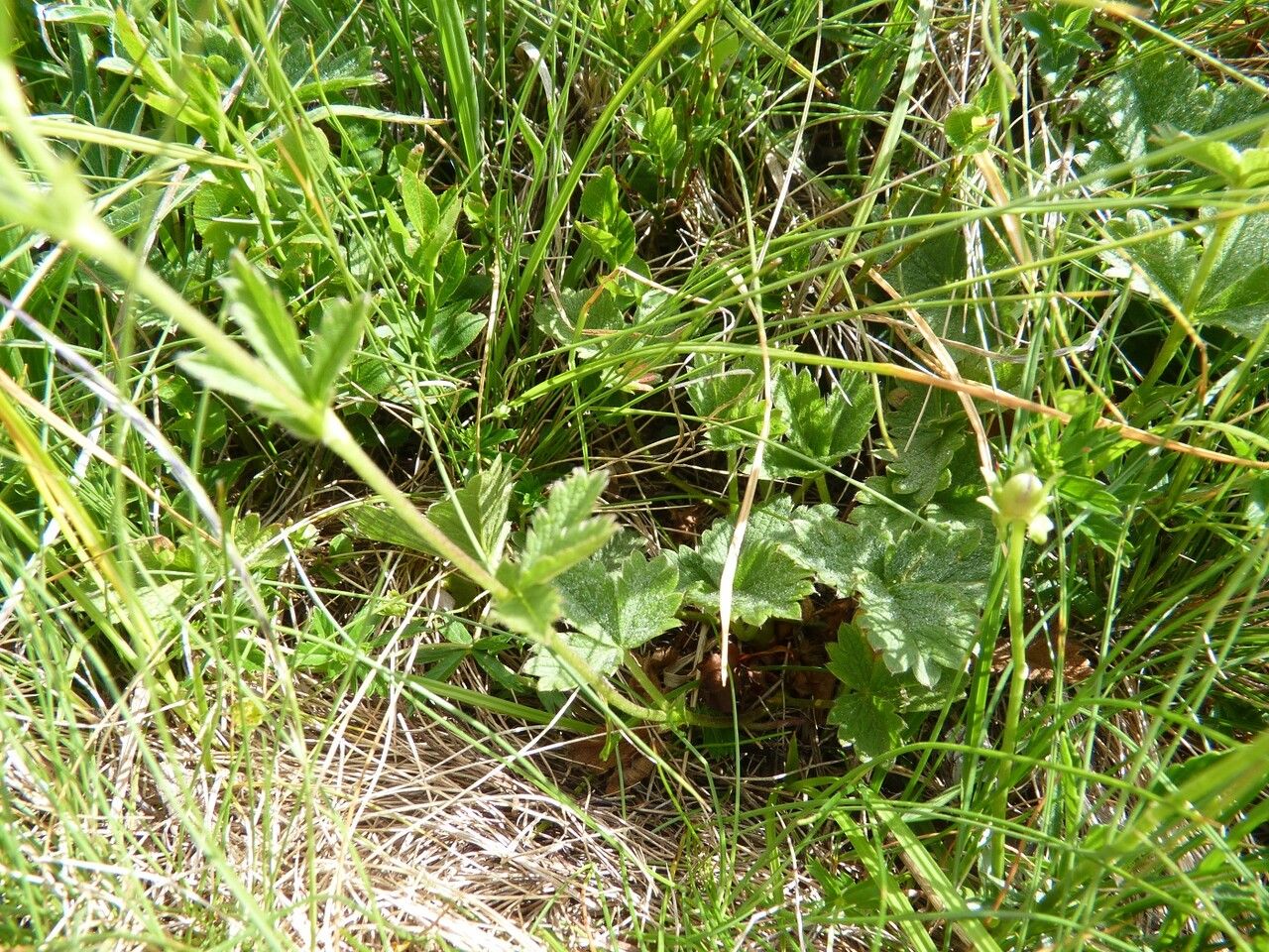 Potentilla grandiflora — search result for 'Switzerland'