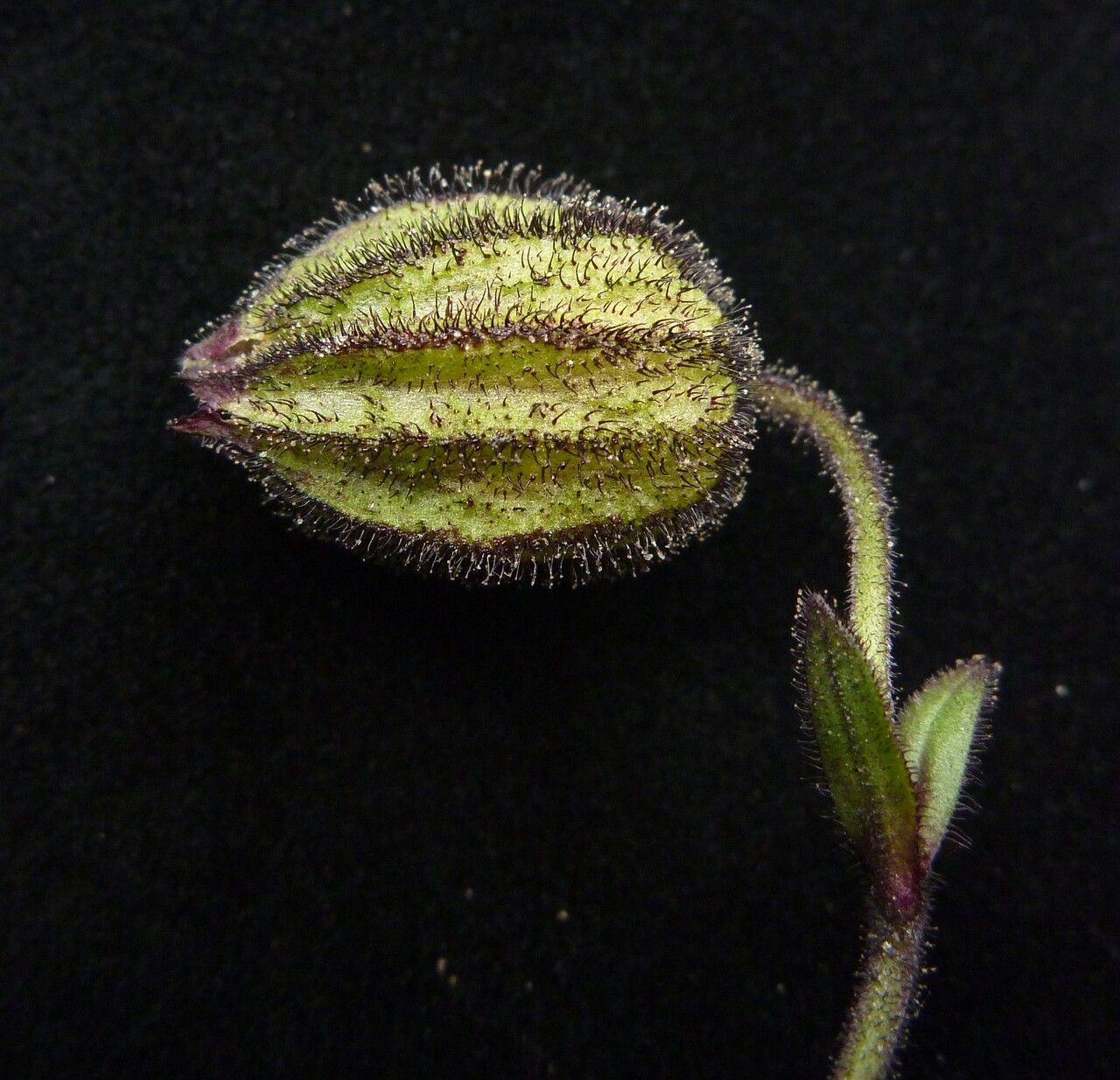 Silene himalayensis — houseplant care guide