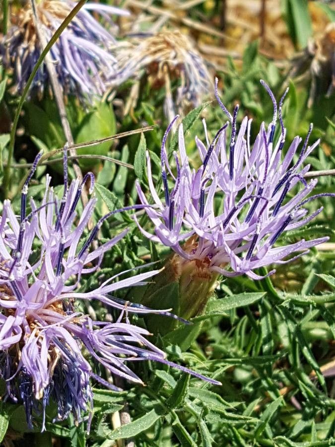 Carthamus mitissimus flower