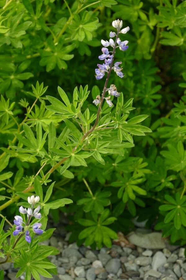 Lupinus nootkatensis