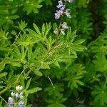 Lupinus nootkatensis