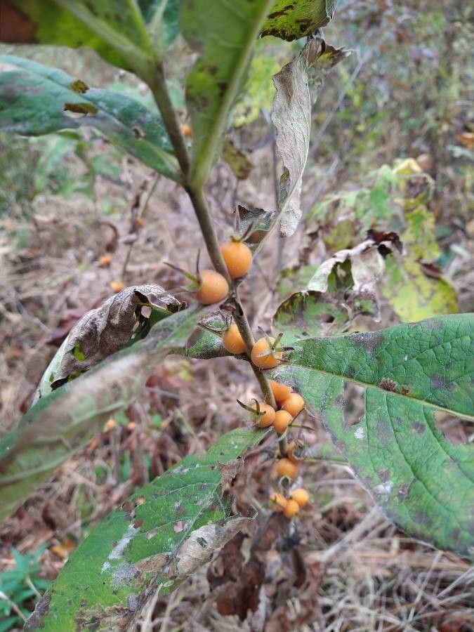 Triosteum perfoliatum fruit