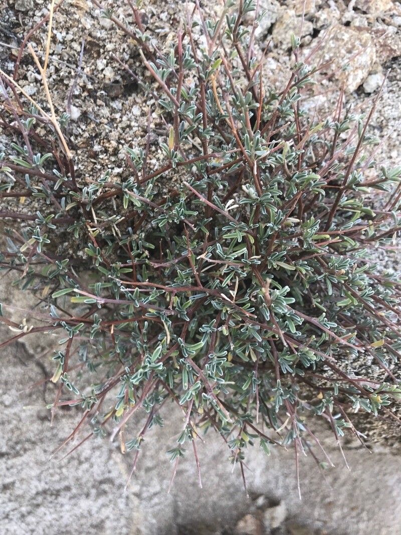 Anthyllis hermanniae leaf