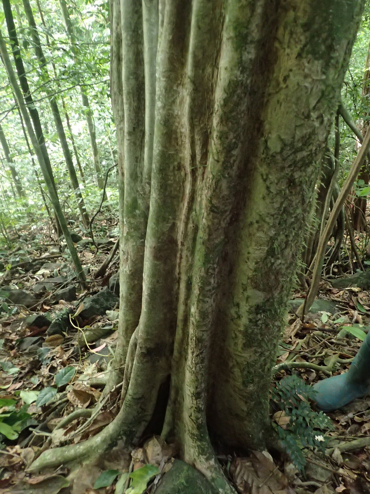 Cleistanthus libericus bark