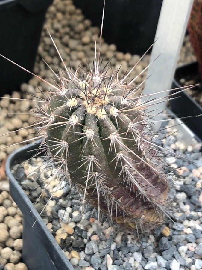 Echinocereus polyacanthus — search result for 'Echinocereus'