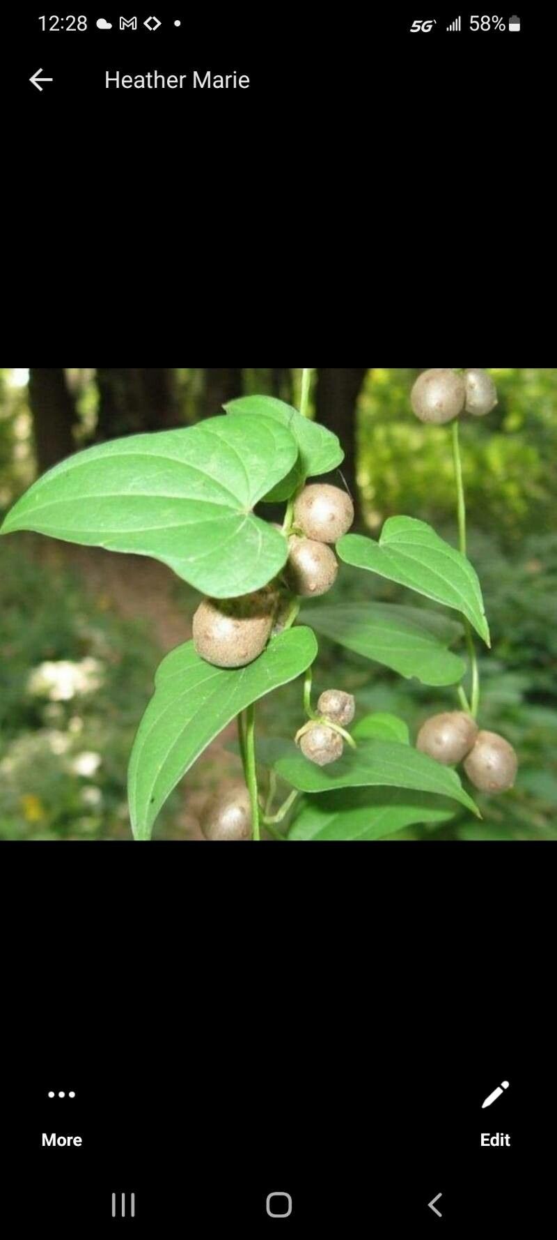 Dioscorea polystachya flower