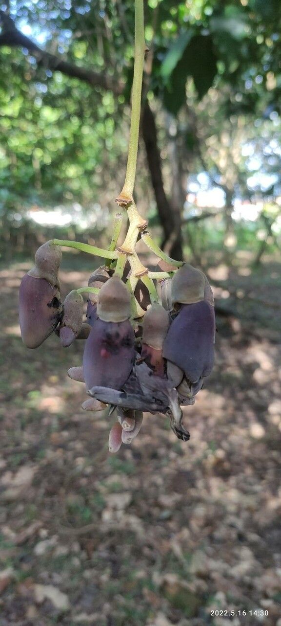 Mucuna urens — search result for 'Mucuna'