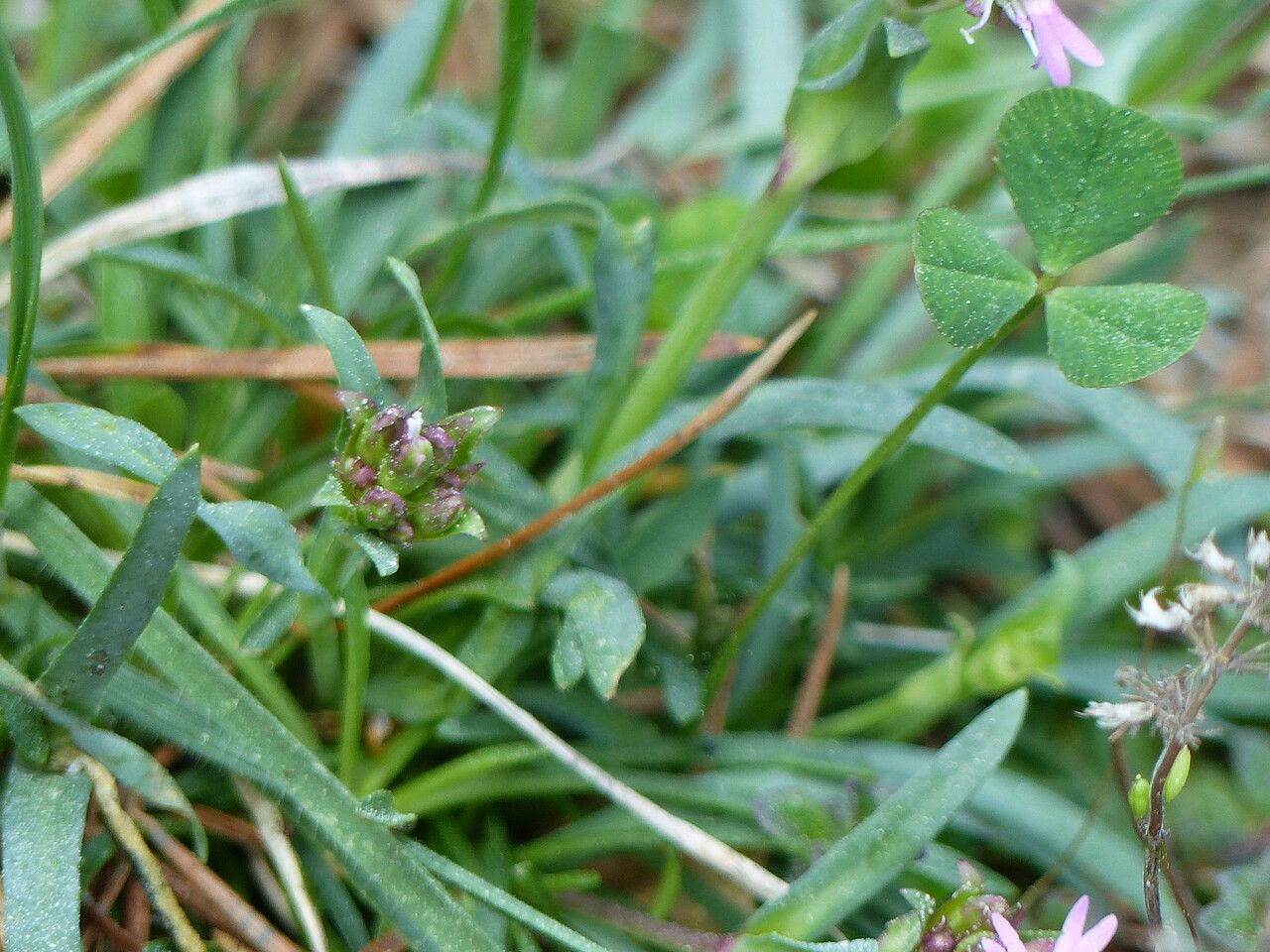 Viscaria alpina leaf