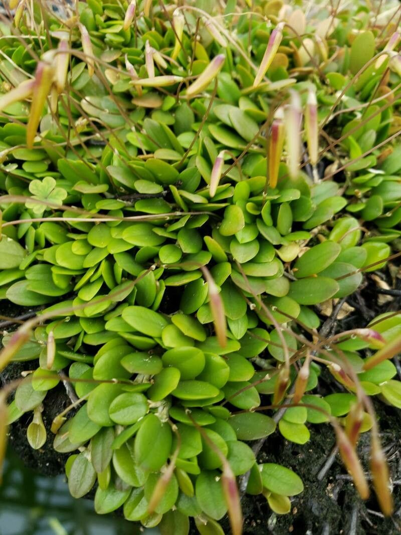 Barbosella cogniauxiana — related species from the same genus
