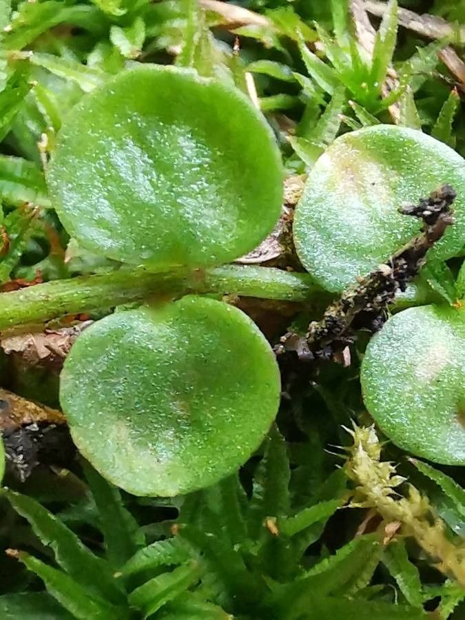 Anagallis tenella — related species from the same genus