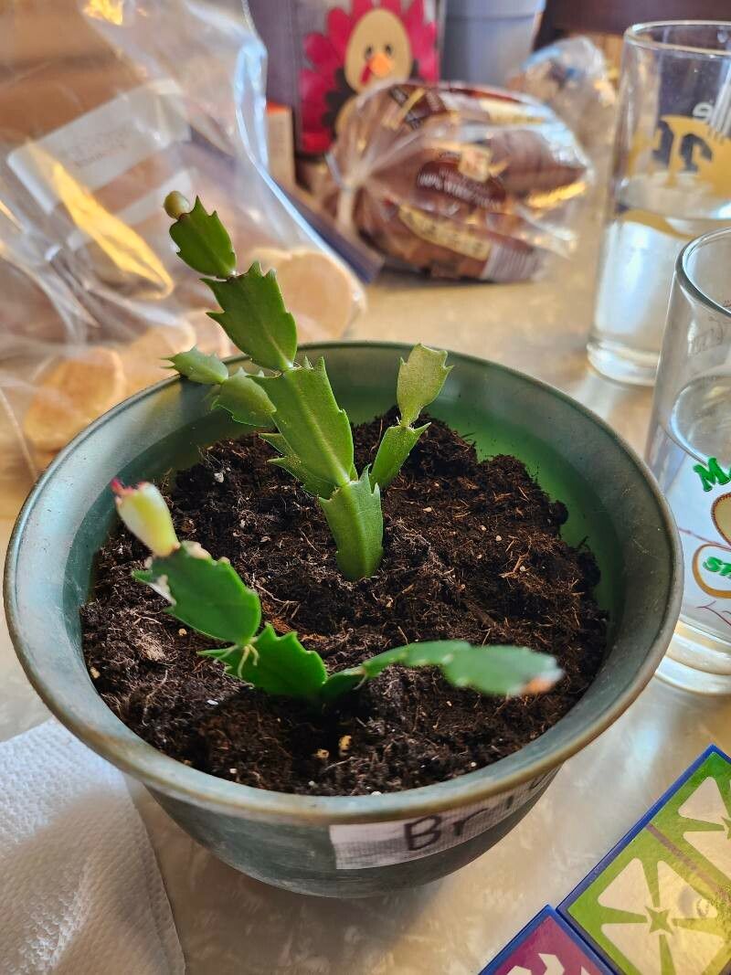 Schlumbergera kautskyi — related species from the same genus