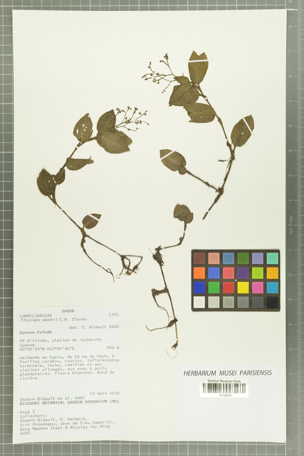 Floscopa mannii — houseplant care guide