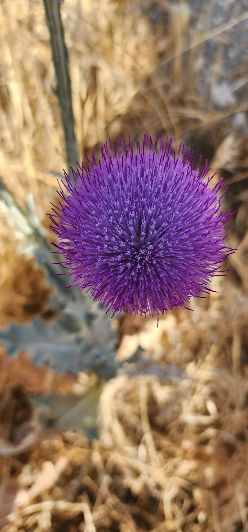 Onopordum leptolepis flower
