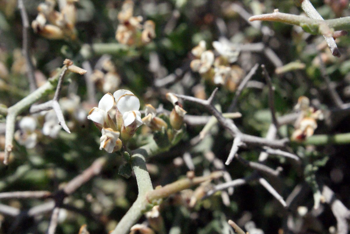 Lotus fulgurans habit