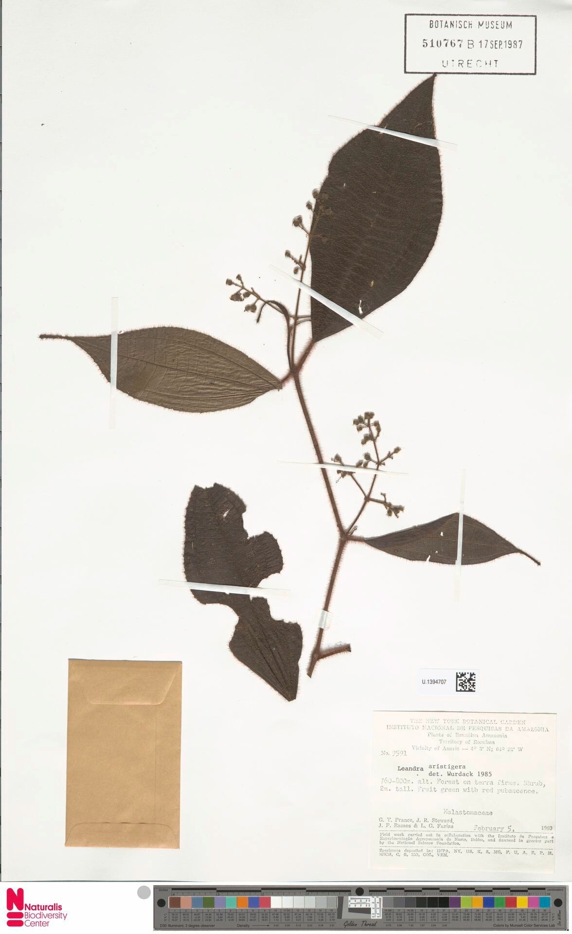 Miconia aristigera flower