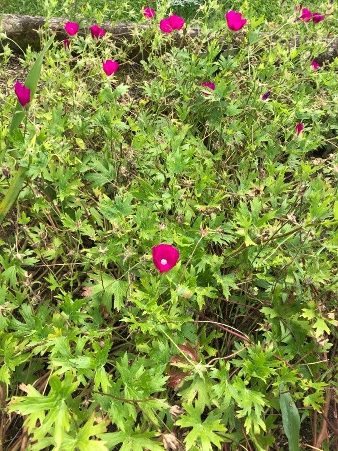 Callirhoe digitata leaf