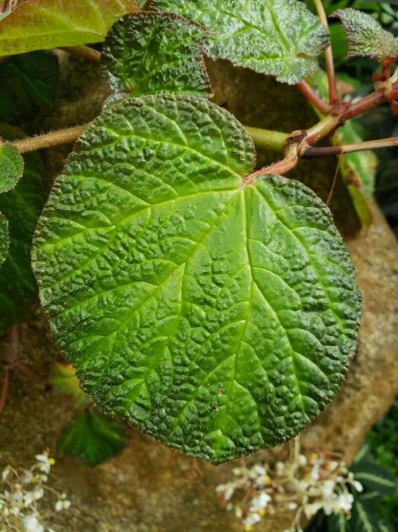 Begonia phyllomaniaca — houseplant care guide