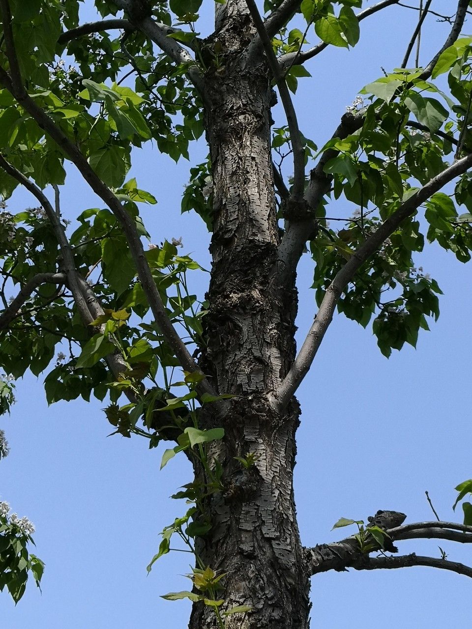 Catalpa bungei bark
