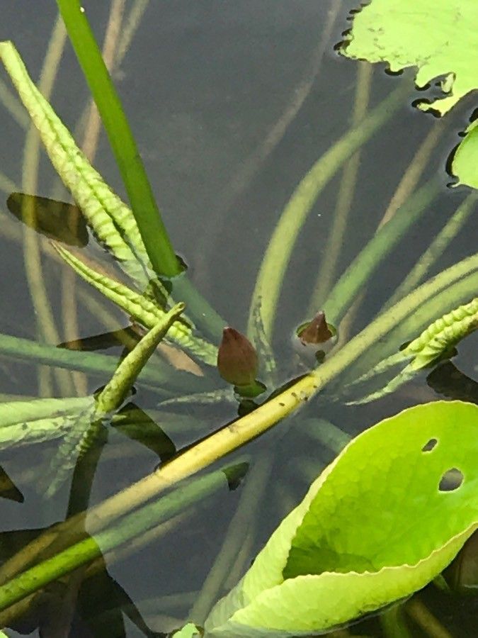 Nymphaea nouchali bark