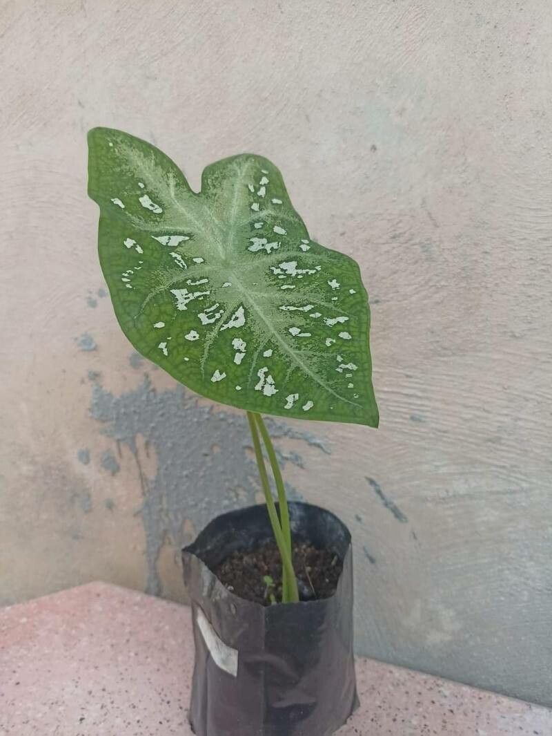 Caladium andreanum leaf