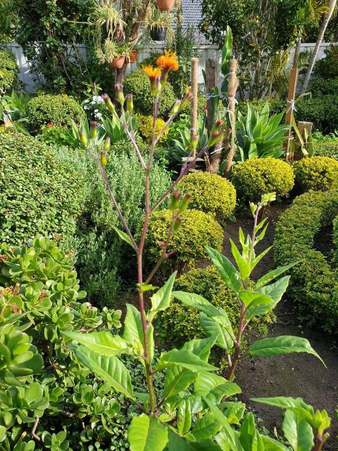 Gynura procumbens flower