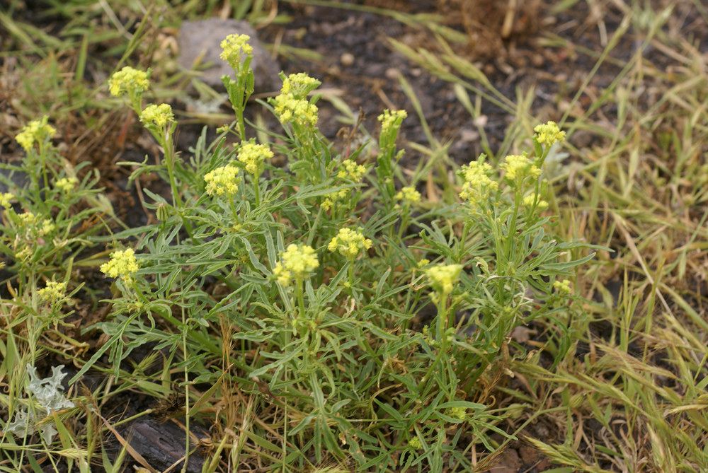 Reseda crystallina habit