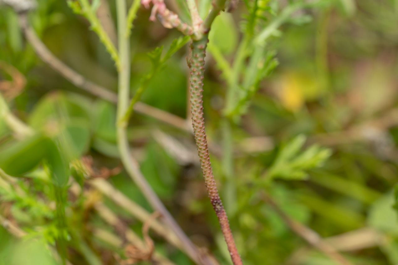 Euphorbia aleppica bark