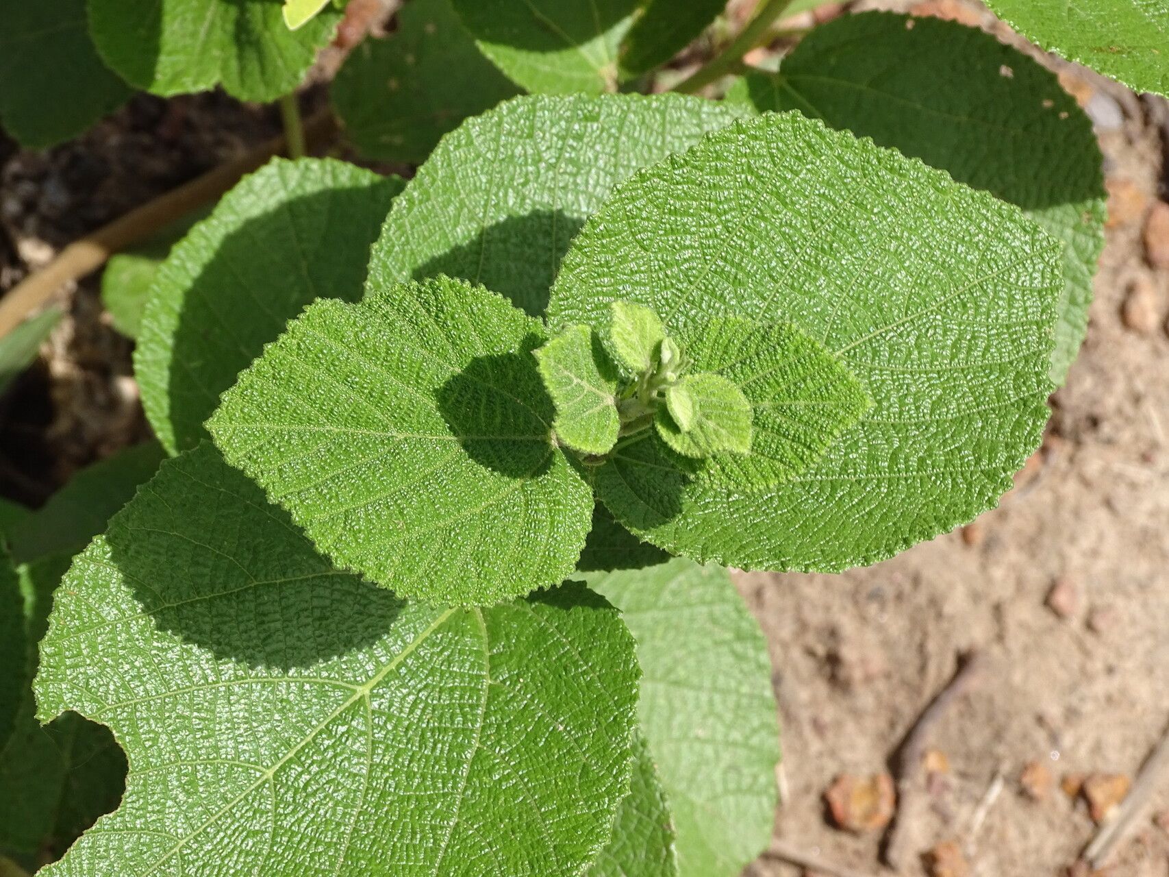 Grewia cissoides — houseplant care guide