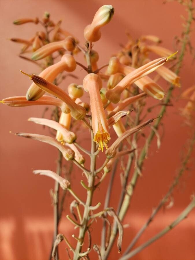 Aloe zebrina flower