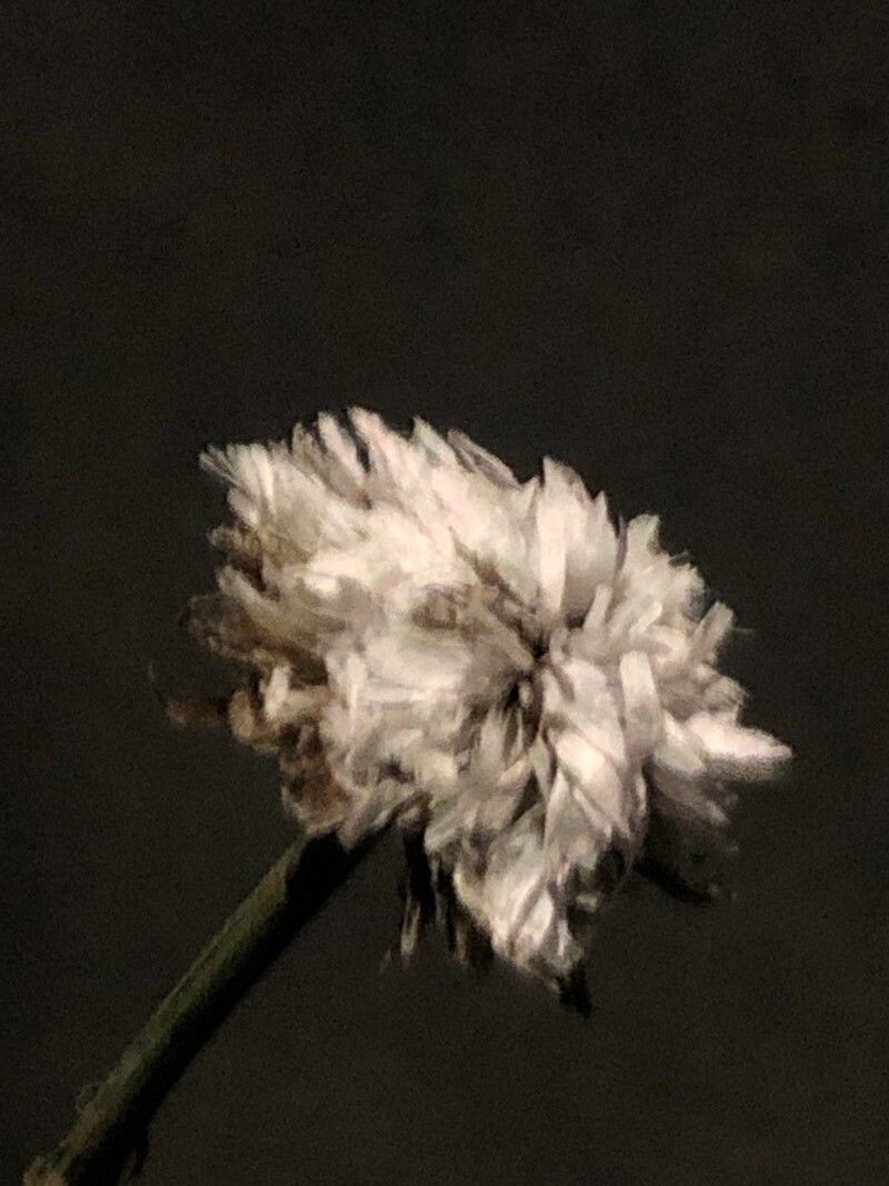 Armeria beirana flower
