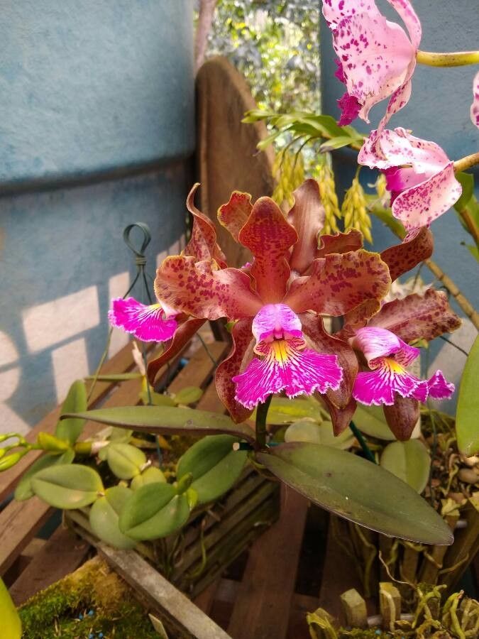 Cattleya schilleriana flower