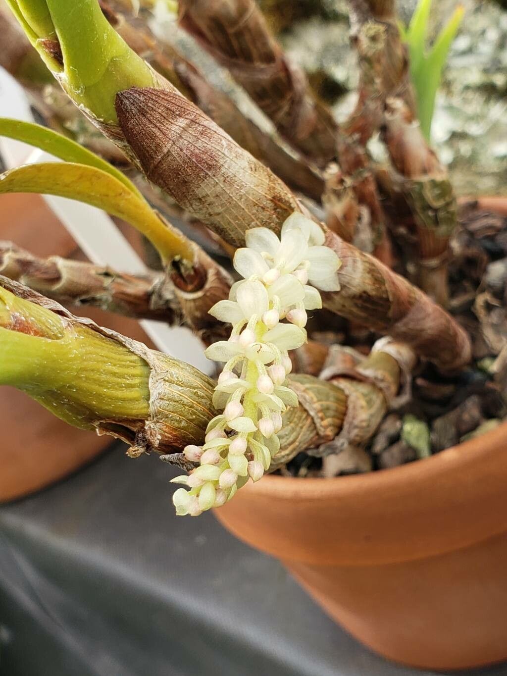 Pinalia tricolor flower
