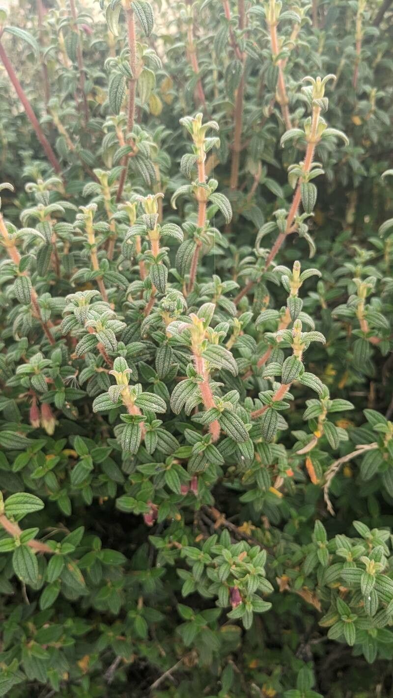 Brachyotum ledifolium leaf