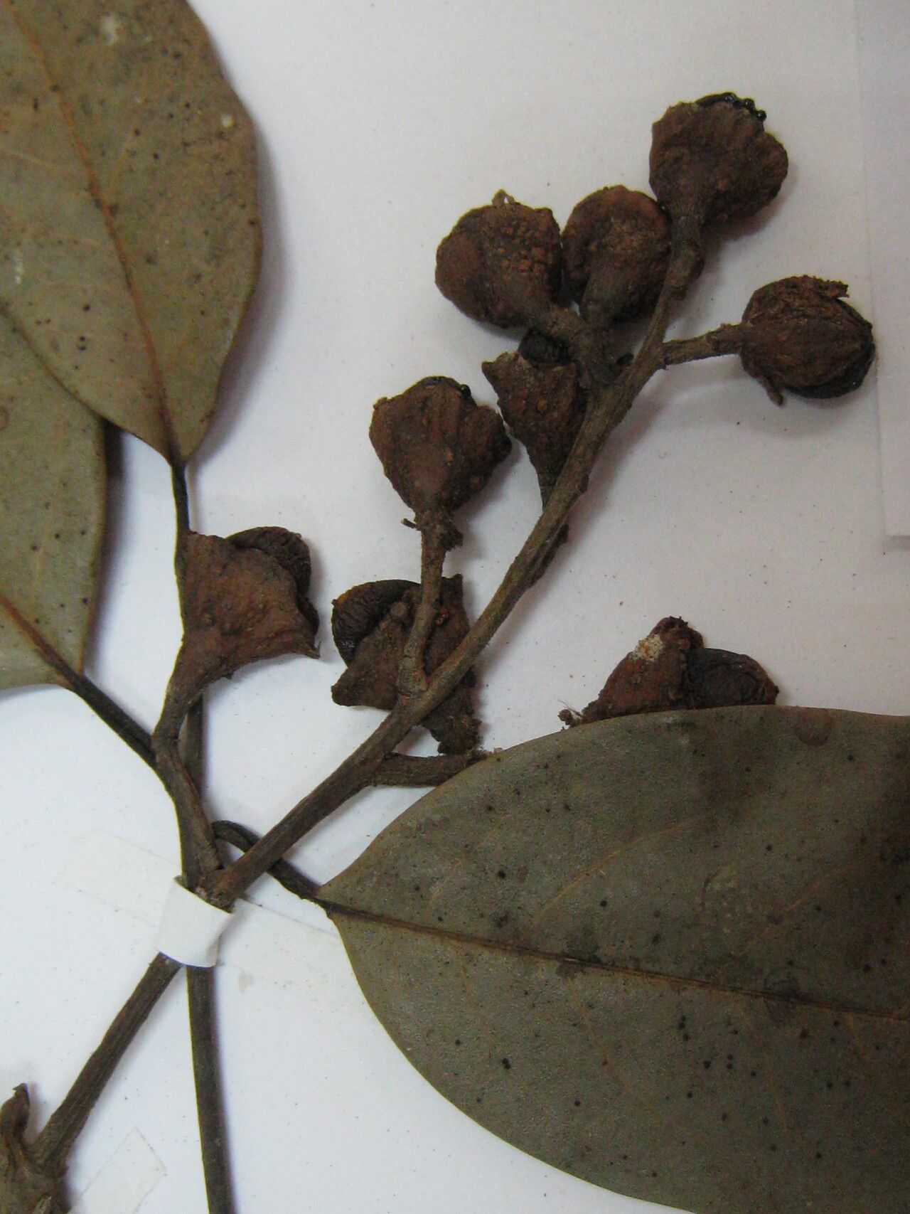 Ocotea cujumary other