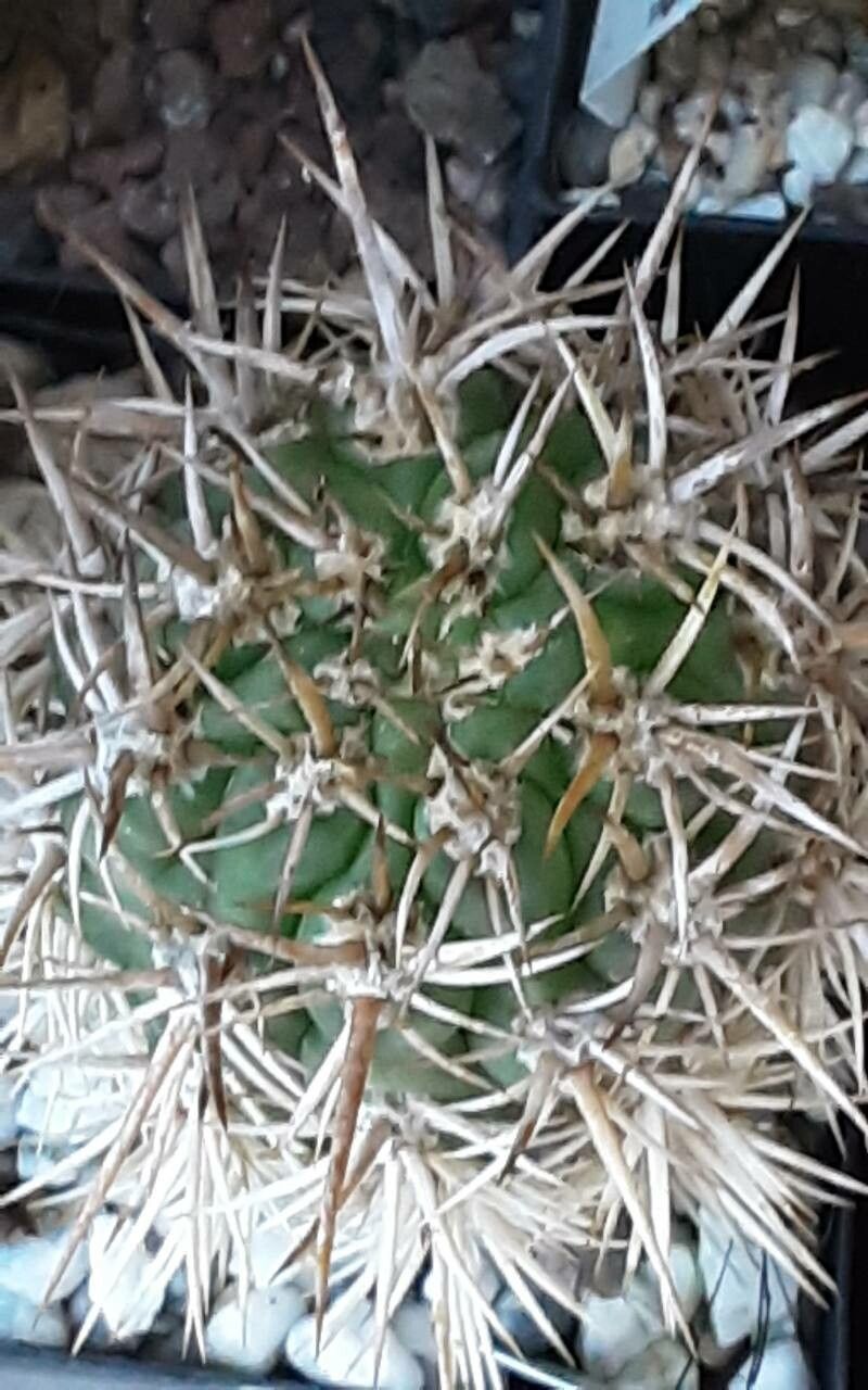 Leucostele undulosa other