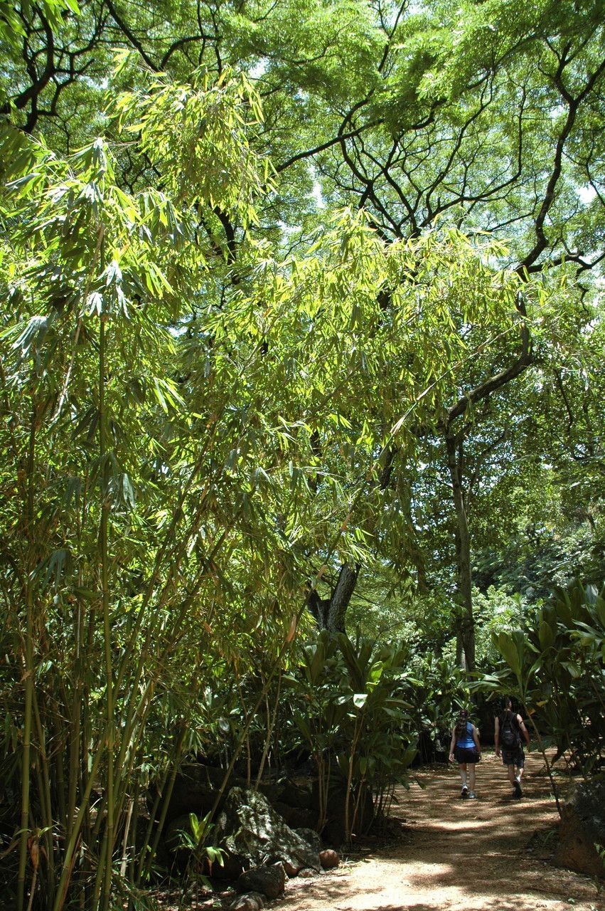 Schizostachyum glaucifolium habit