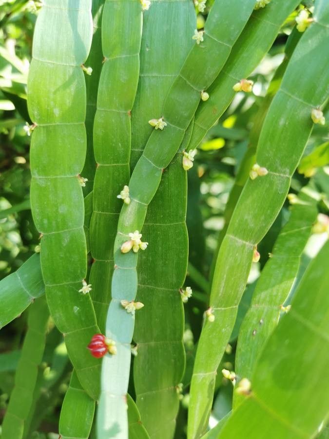 Muehlenbeckia platyclados fruit