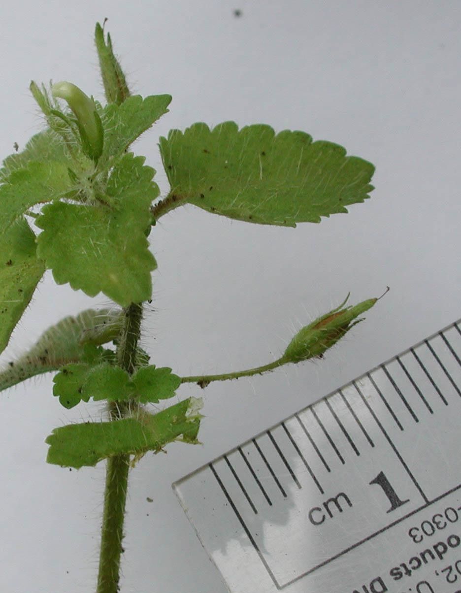 Stemodia jorullensis other