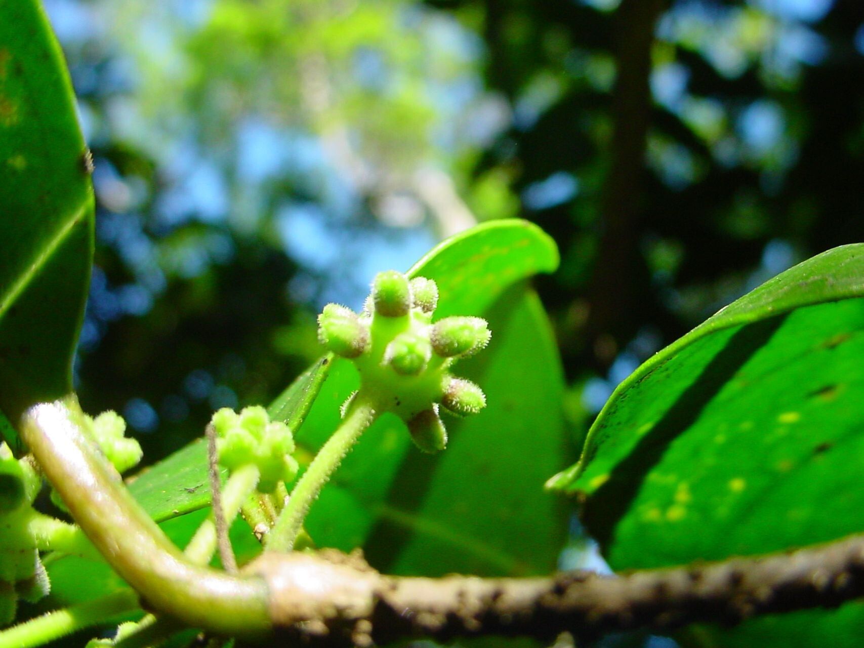 Gynochthodes myrtifolia fruit