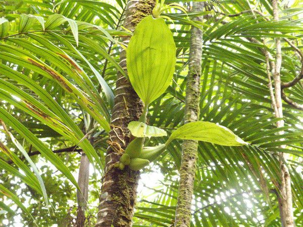 Coelogyne lycastoides habit